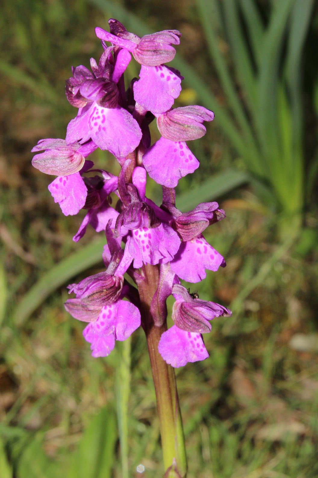 Orchidee dal promontorio del Gargano